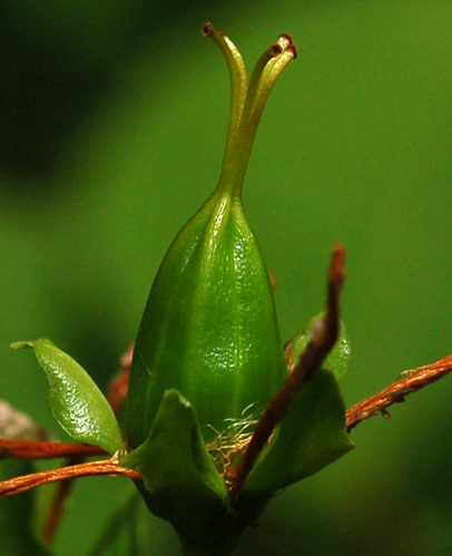 Изображение особи Hypericum ascyron.