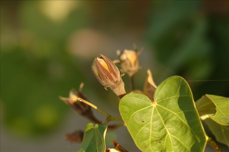 Изображение особи Hibiscus tiliaceus.