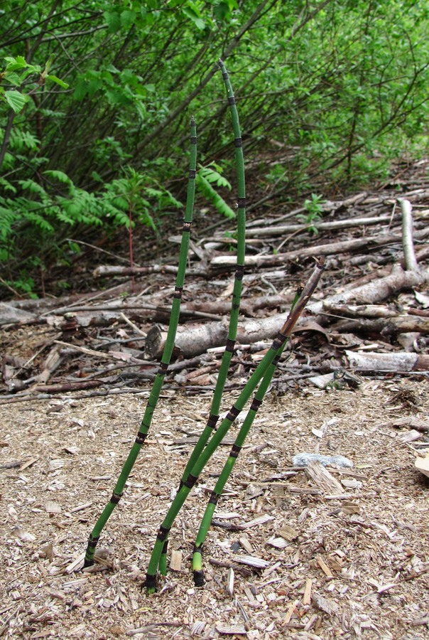 Image of Equisetum hyemale specimen.