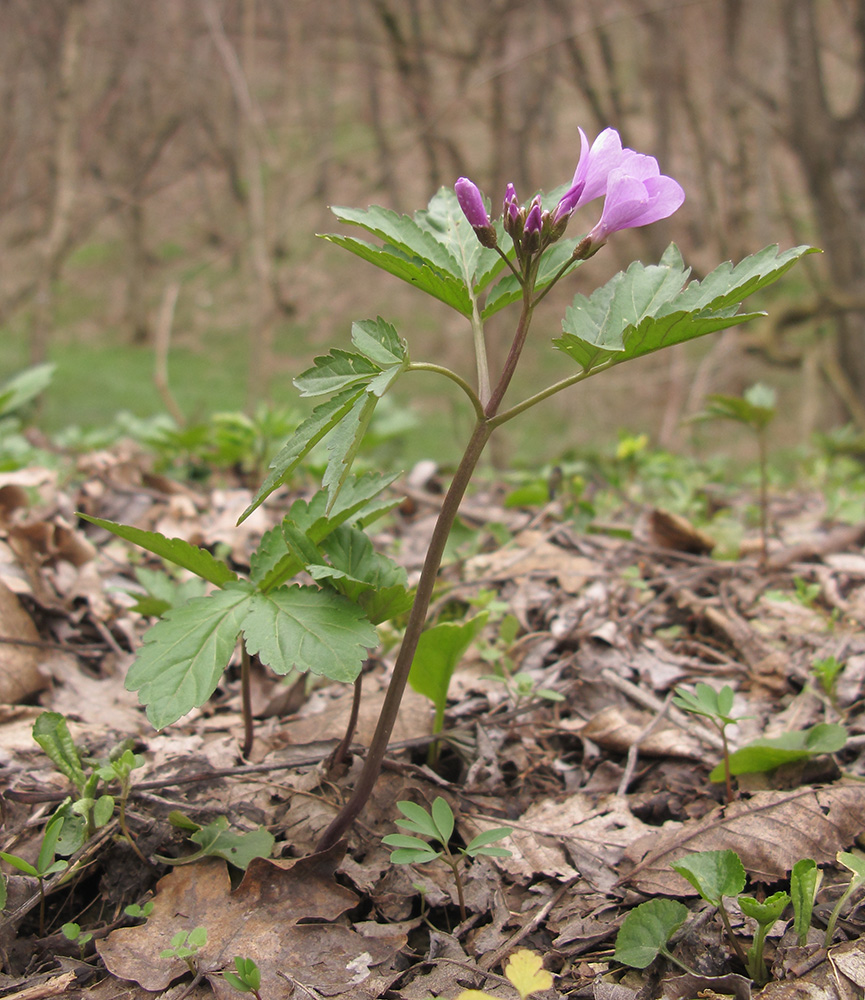 Изображение особи Cardamine quinquefolia.