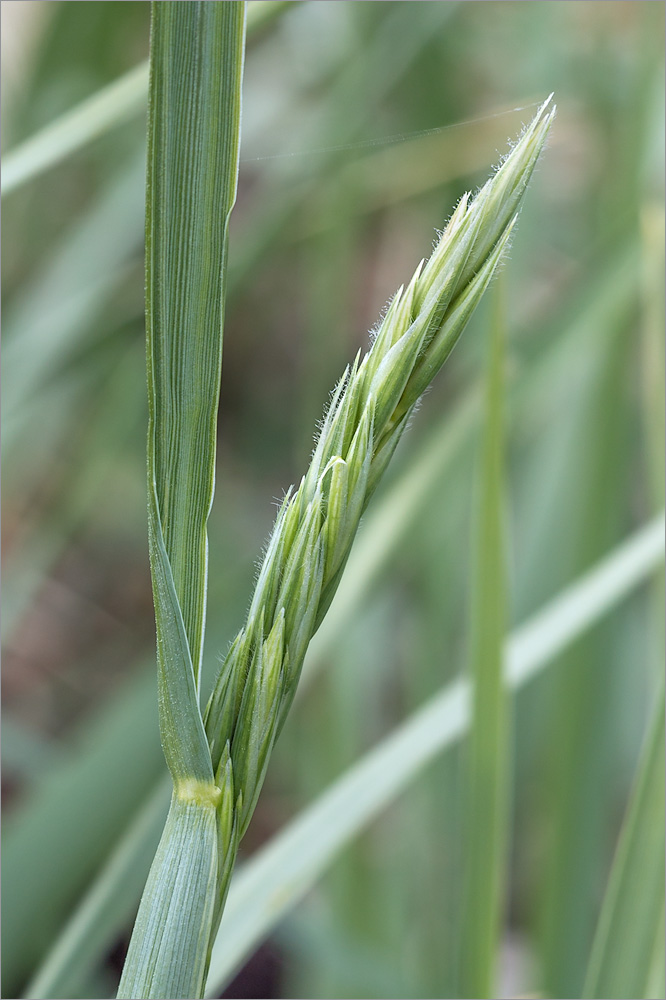 Image of Leymus arenarius specimen.