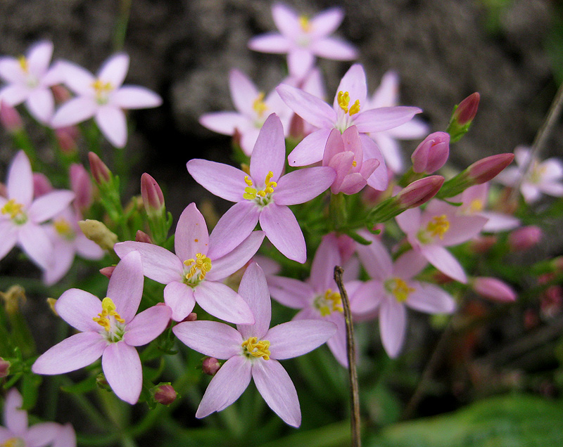 Image of Centaurium erythraea specimen.