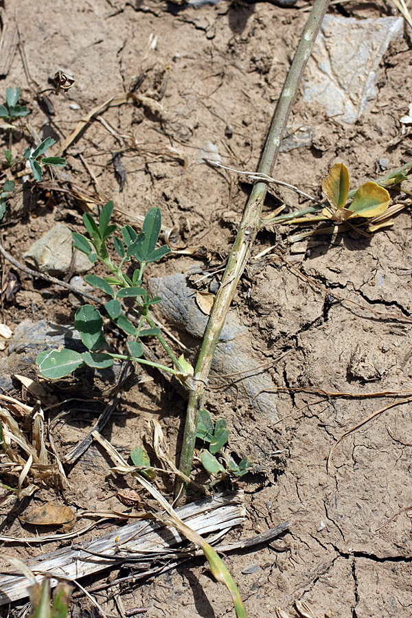 Image of genus Medicago specimen.