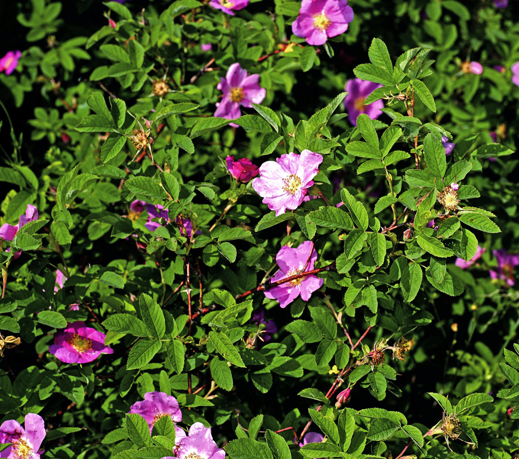 Image of Rosa cinnamomea specimen.