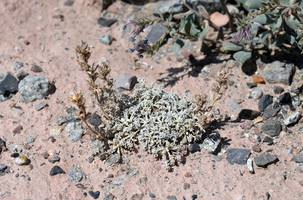 Image of genus Artemisia specimen.