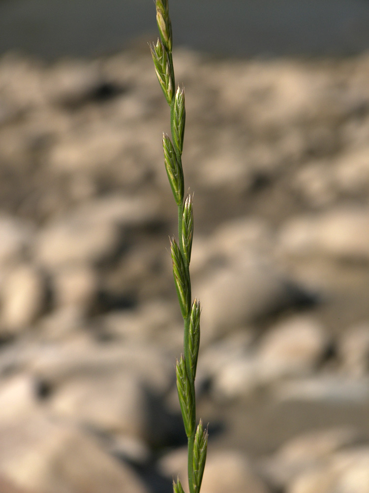 Изображение особи Lolium rigidum.