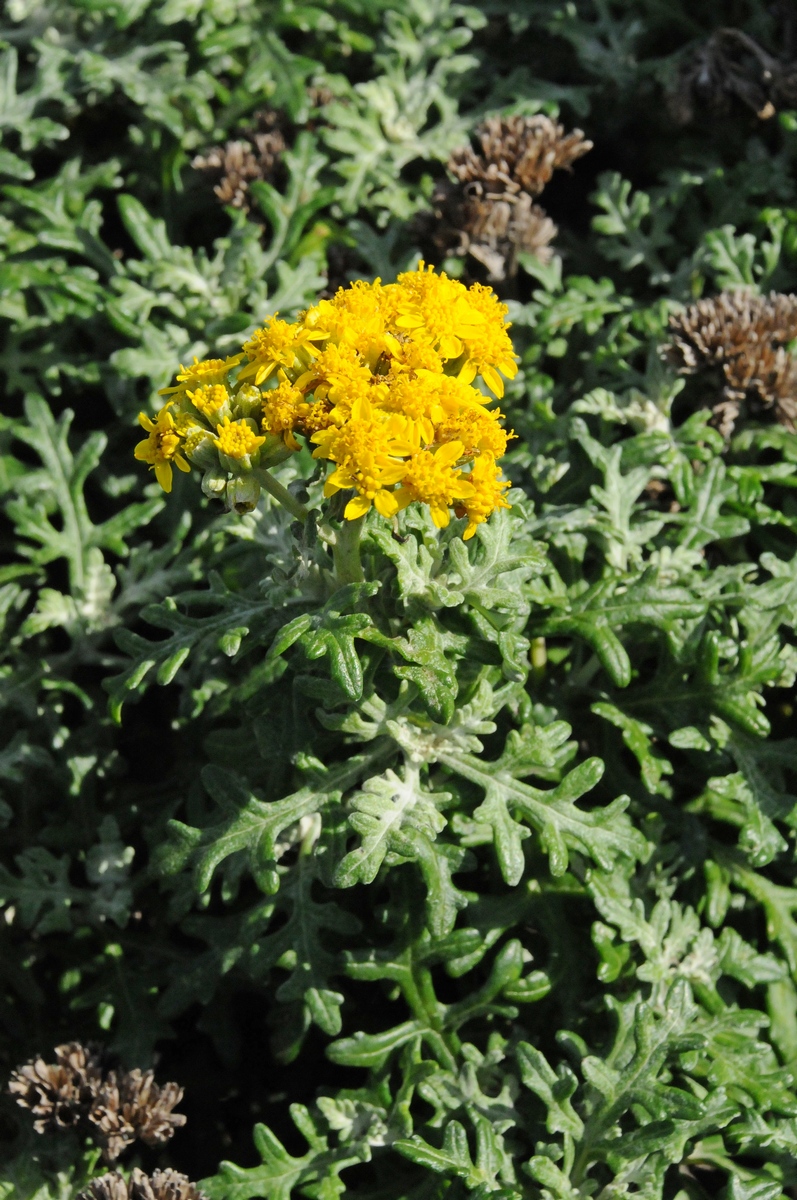 Image of Eriophyllum staechadifolium specimen.