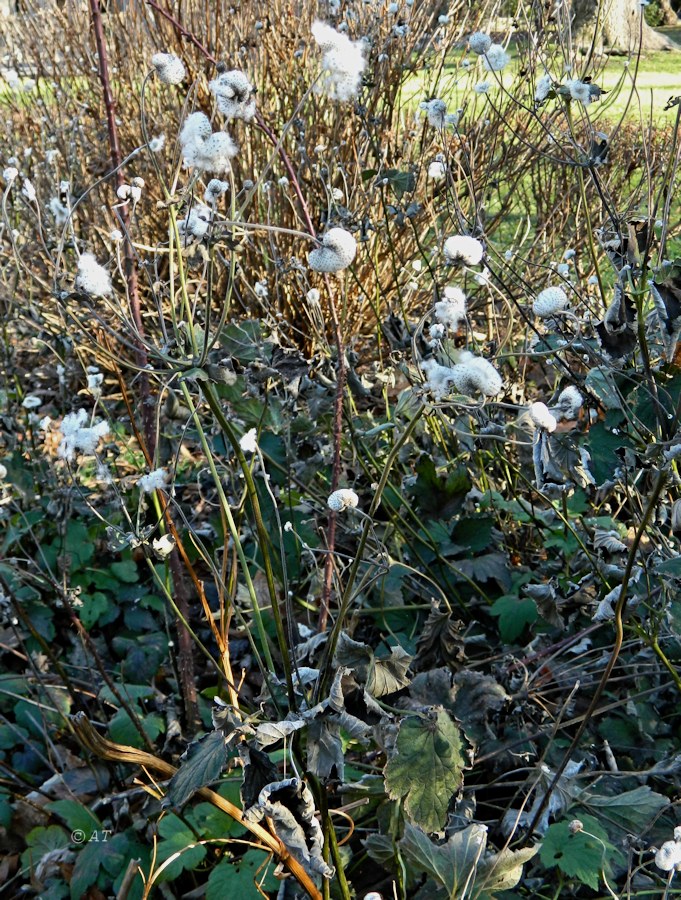 Изображение особи Anemone hupehensis.