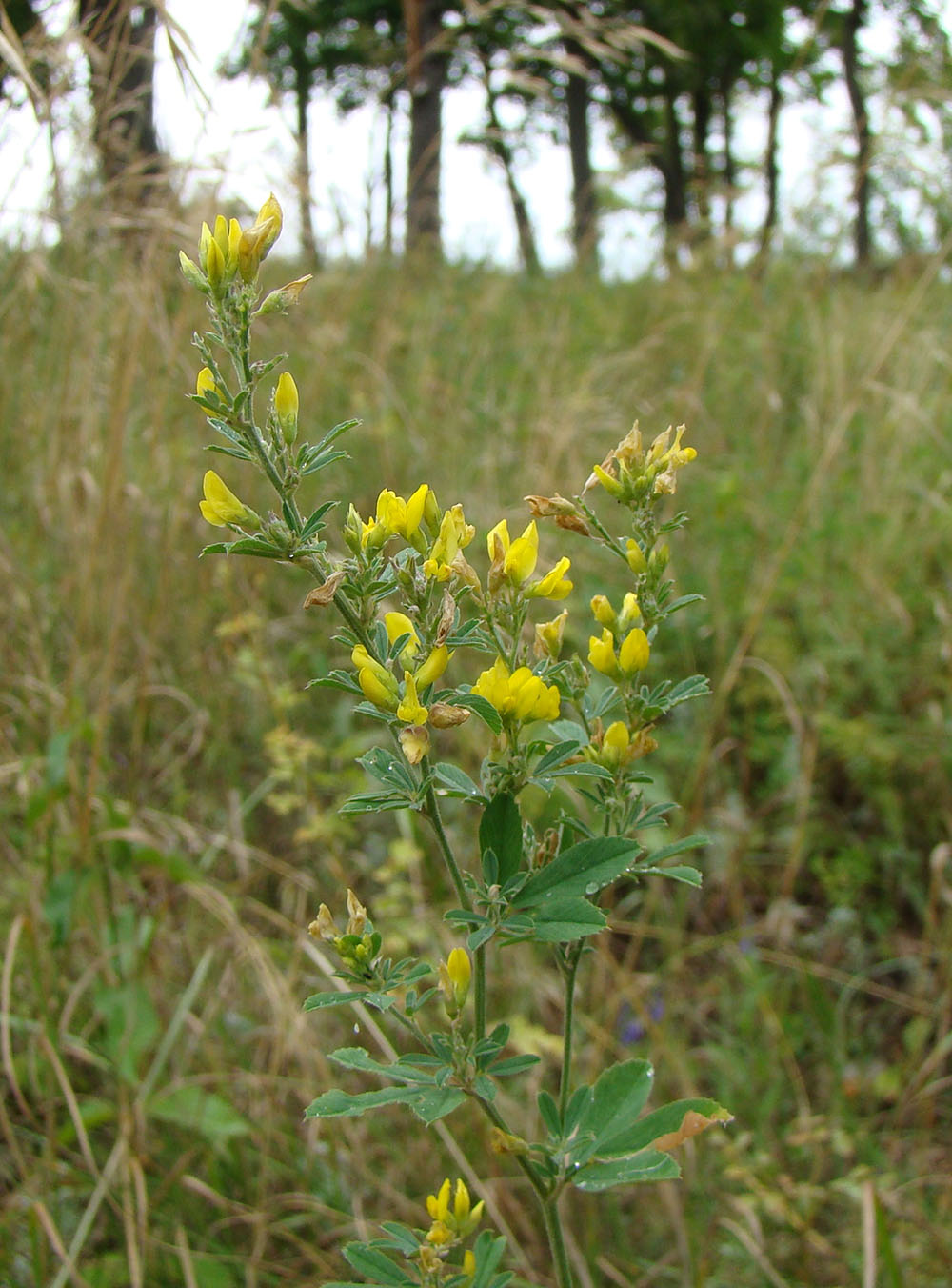 Image of Medicago falcata specimen.