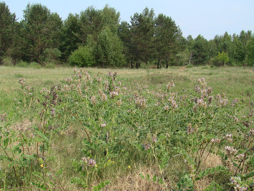 Image of Glycyrrhiza grandiflora specimen.