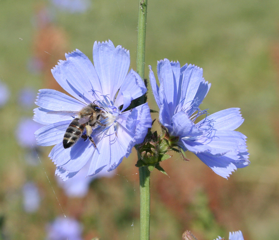 Image of Cichorium intybus specimen.