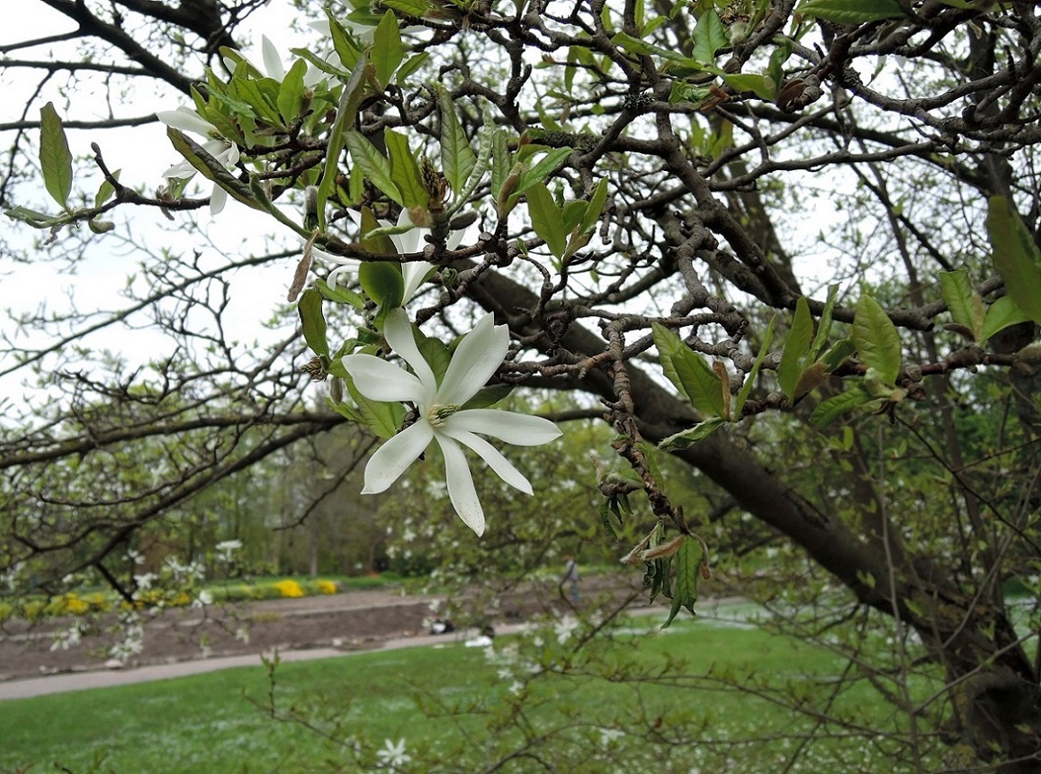 Image of Magnolia &times; loebneri specimen.