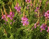 Смотреть изображение Astragalus varius