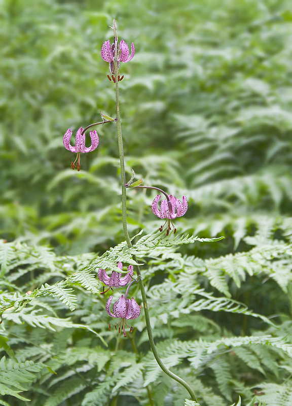 Image of Lilium pilosiusculum specimen.