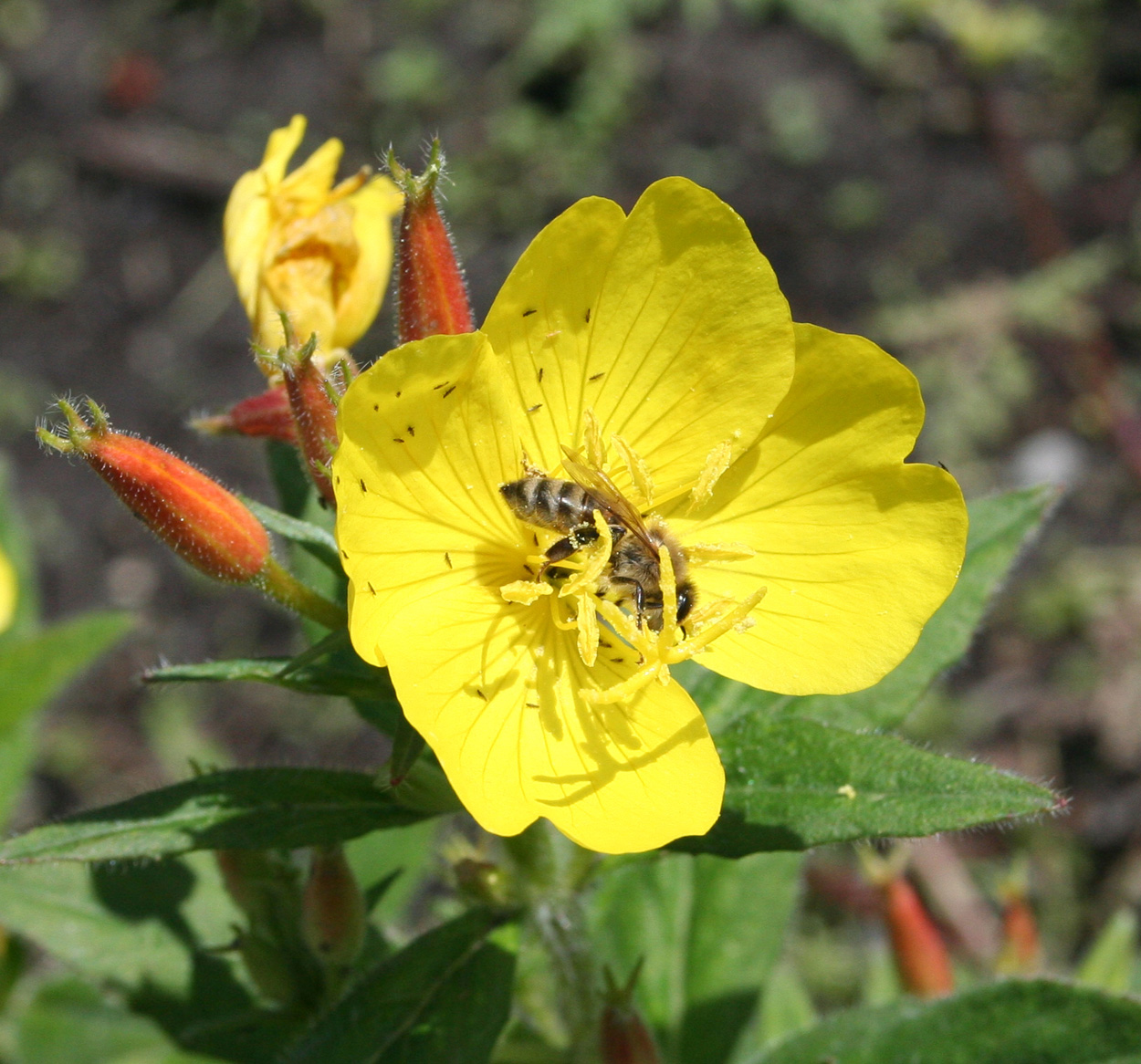 Image of Oenothera pilosella specimen.