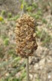 Plantago dubia. Соплодие. Крым, Арабатская стрелка, псаммофитная степь. 25 июня 2016 г.