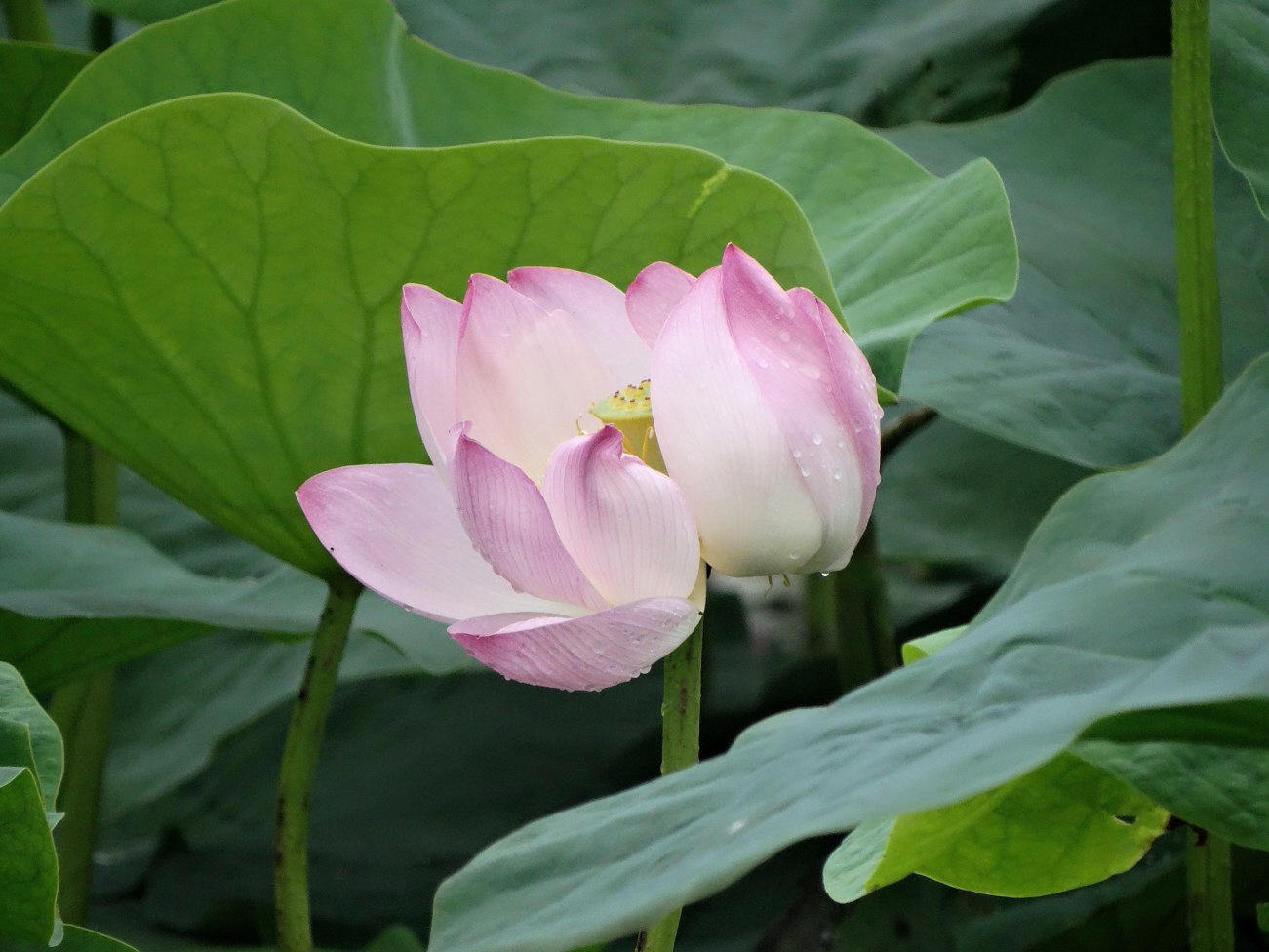 Image of Nelumbo komarovii specimen.