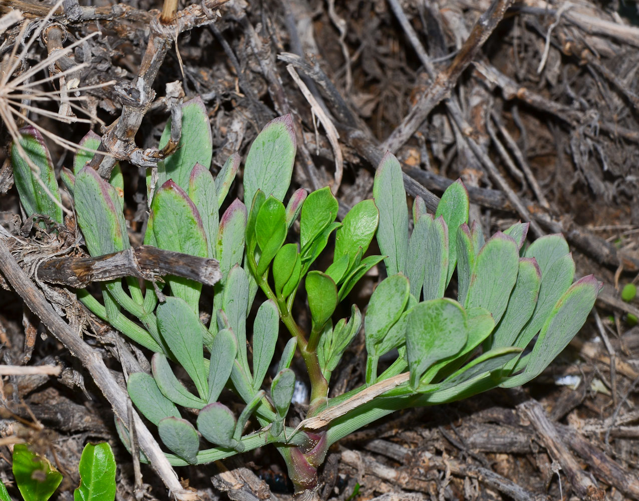 Image of Crithmum maritimum specimen.