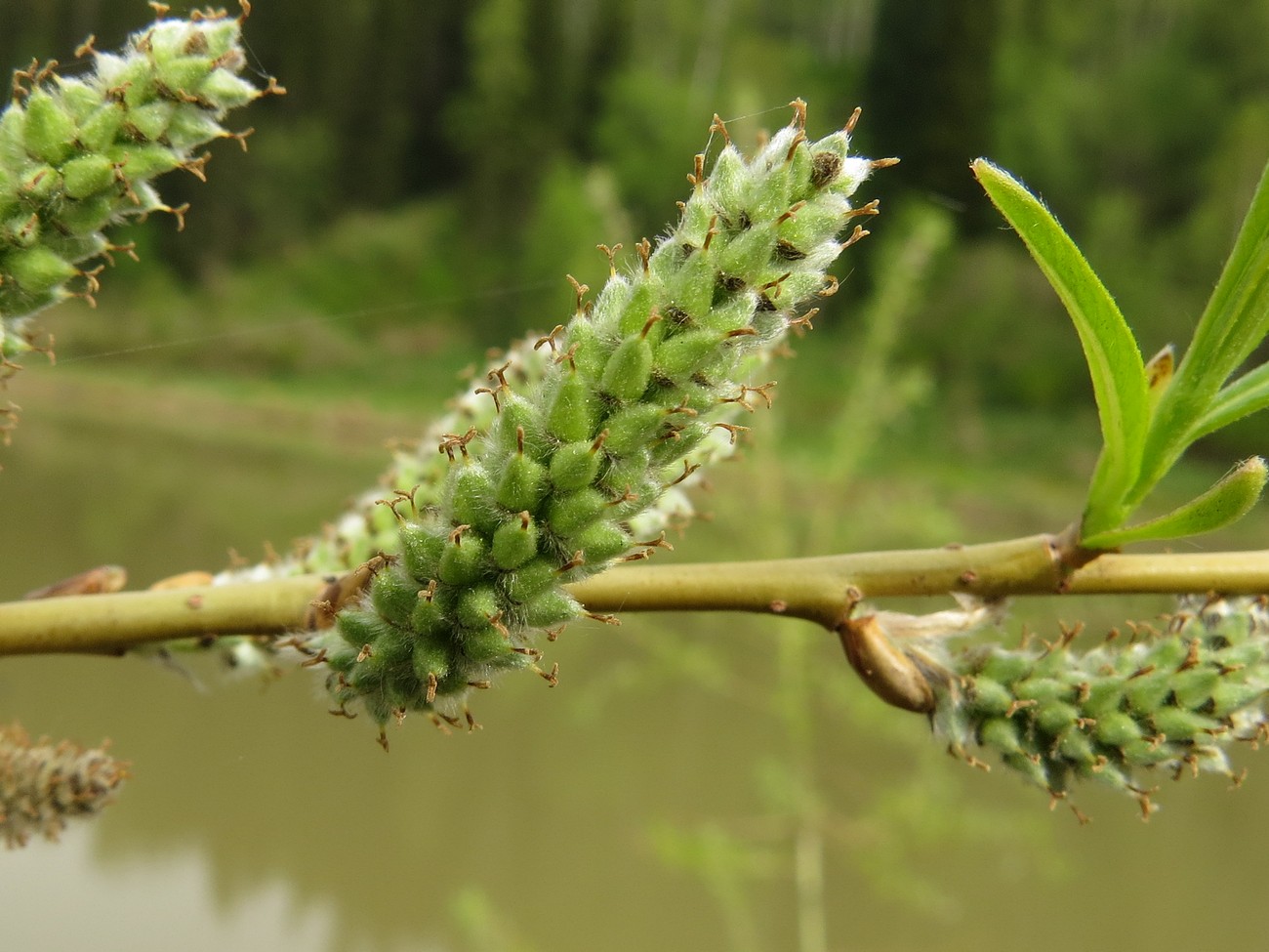 Изображение особи Salix rorida.