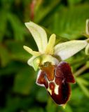 Ophrys subspecies caucasica