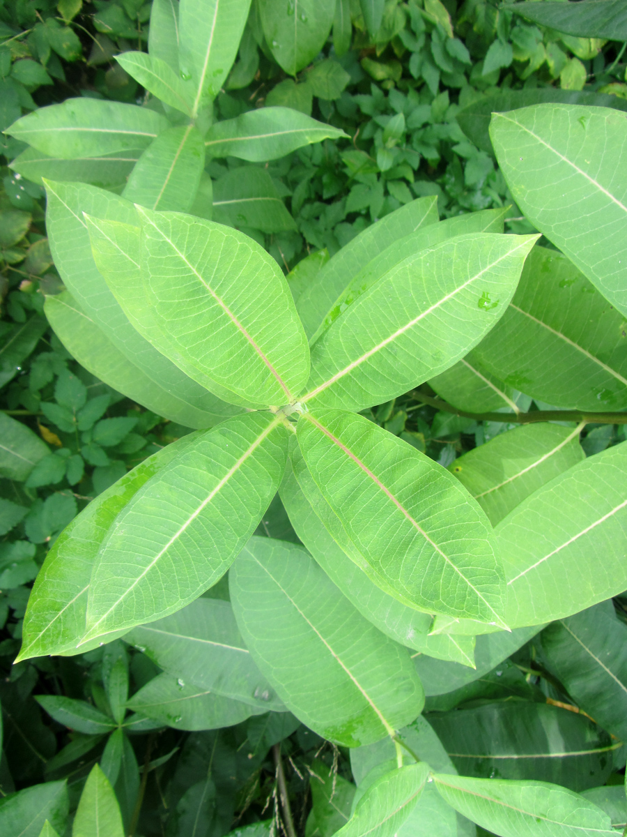 Image of Asclepias syriaca specimen.