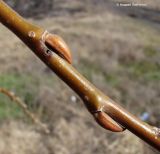 Salix euxina