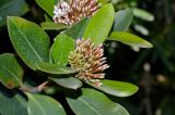 Acokanthera oblongifolia