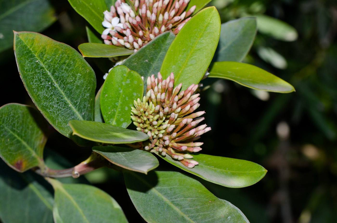 Image of Acokanthera oblongifolia specimen.