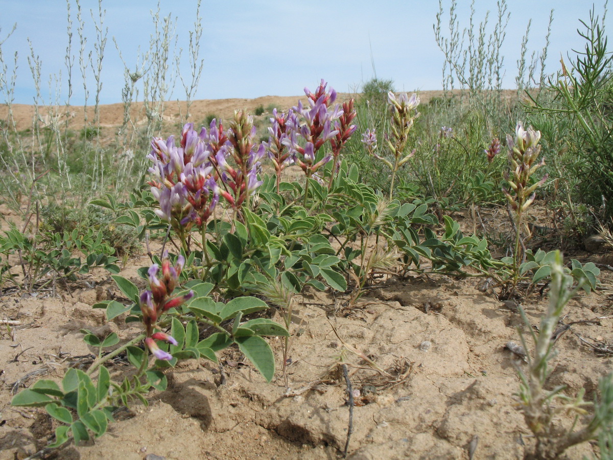 Изображение особи Glycyrrhiza aspera.