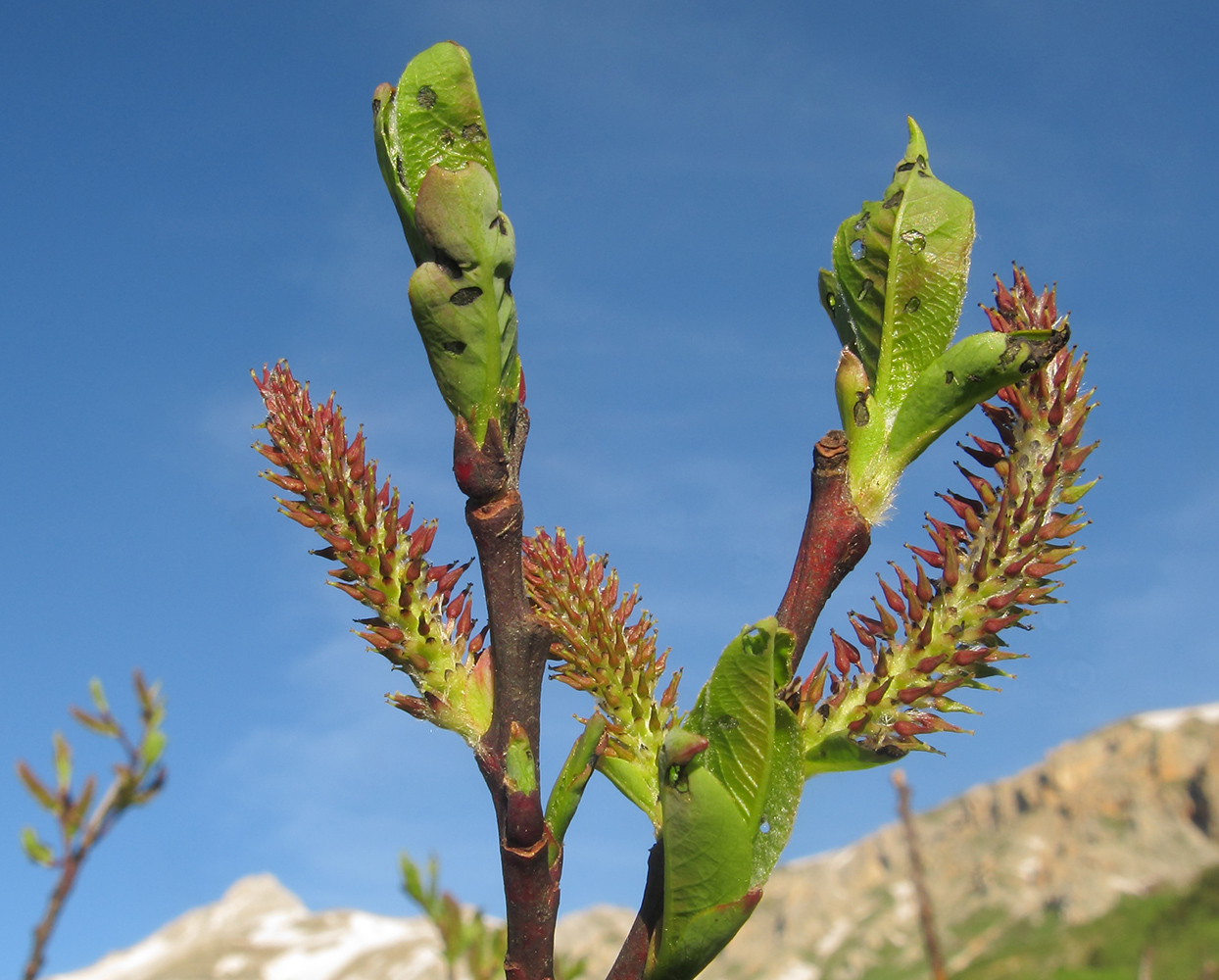 Image of genus Salix specimen.