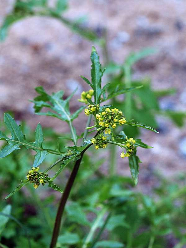 Изображение особи Rorippa palustris.