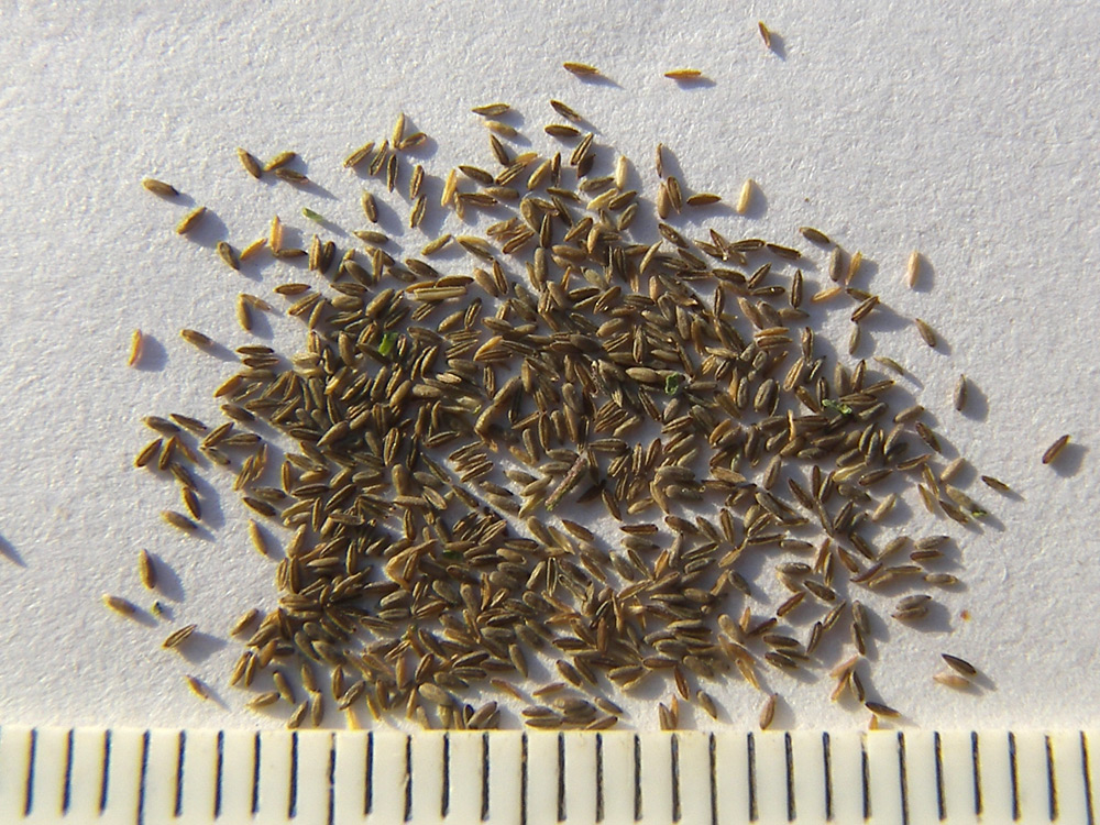 Image of Epilobium pseudorubescens specimen.