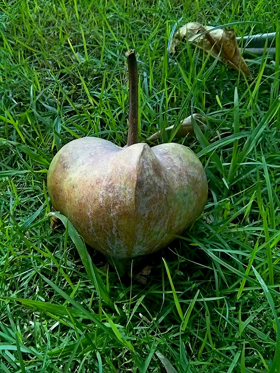 Image of Barringtonia asiatica specimen.