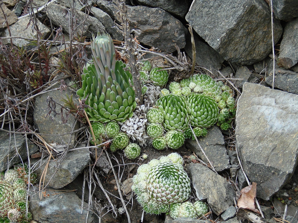 Image of Orostachys spinosa specimen.