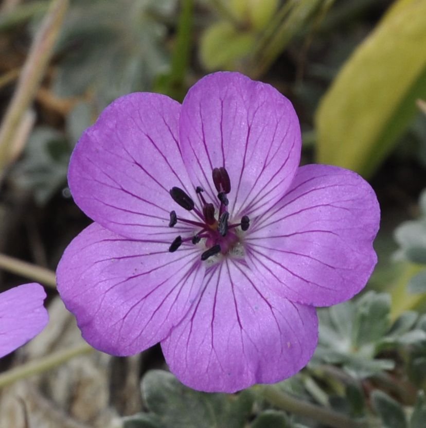 Image of Geranium subcaulescens specimen.