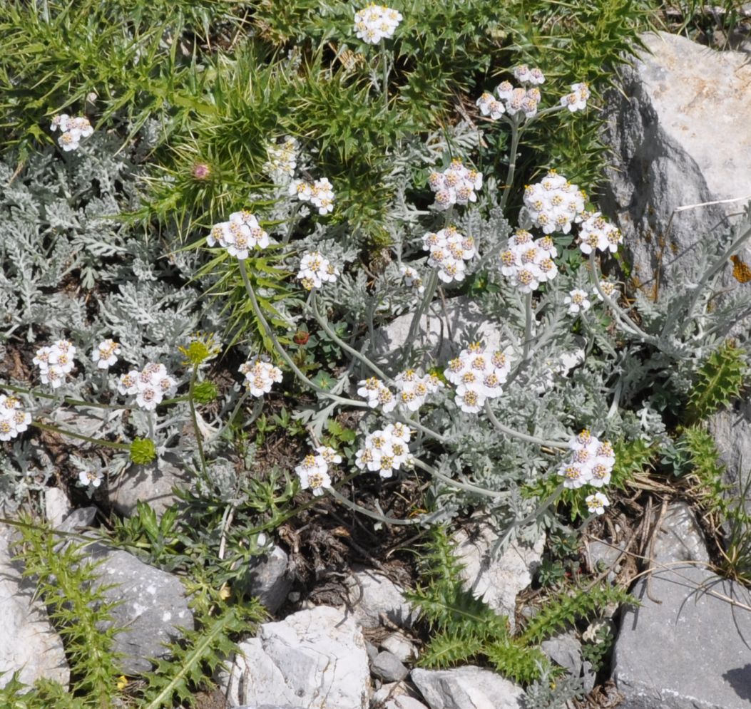 Изображение особи Achillea ambrosiaca.