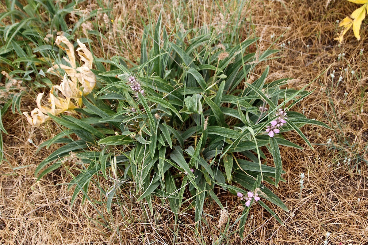 Image of Phlomis salicifolia specimen.