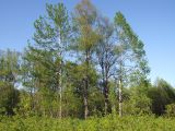 Populus suaveolens. Взрослые деревья в сообществе с Chosenia arbutifolia (в центре). Магаданская обл., окр. г. Магадан, пос. Снежная Долина, бассейн р. Дукча, пойменный лес. 26.06.2015.