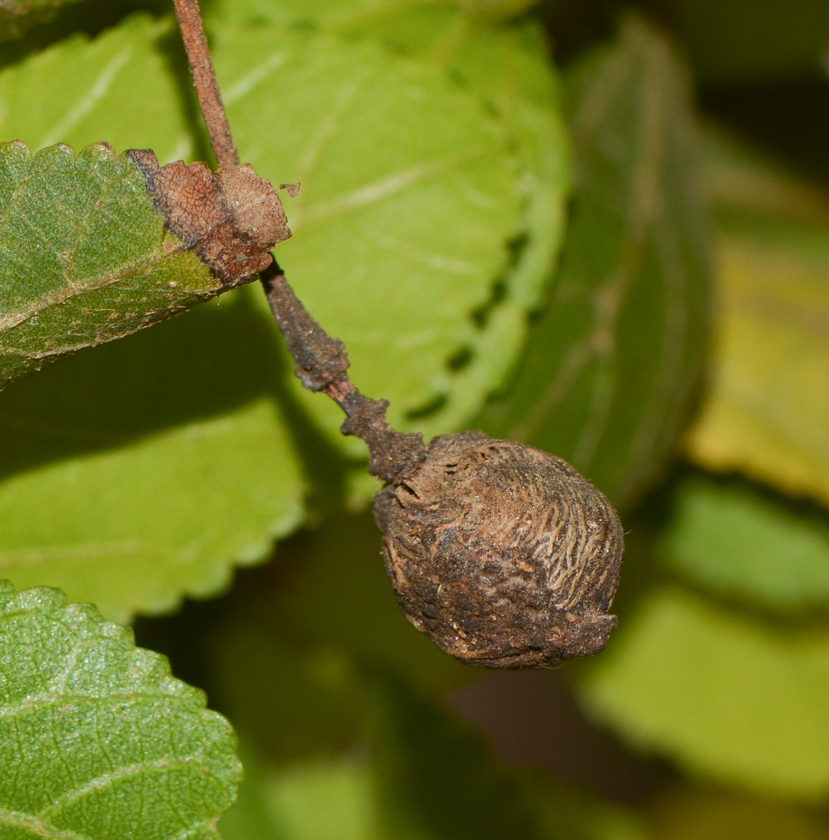 Image of Grewia occidentalis specimen.