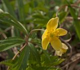 Anemone ranunculoides