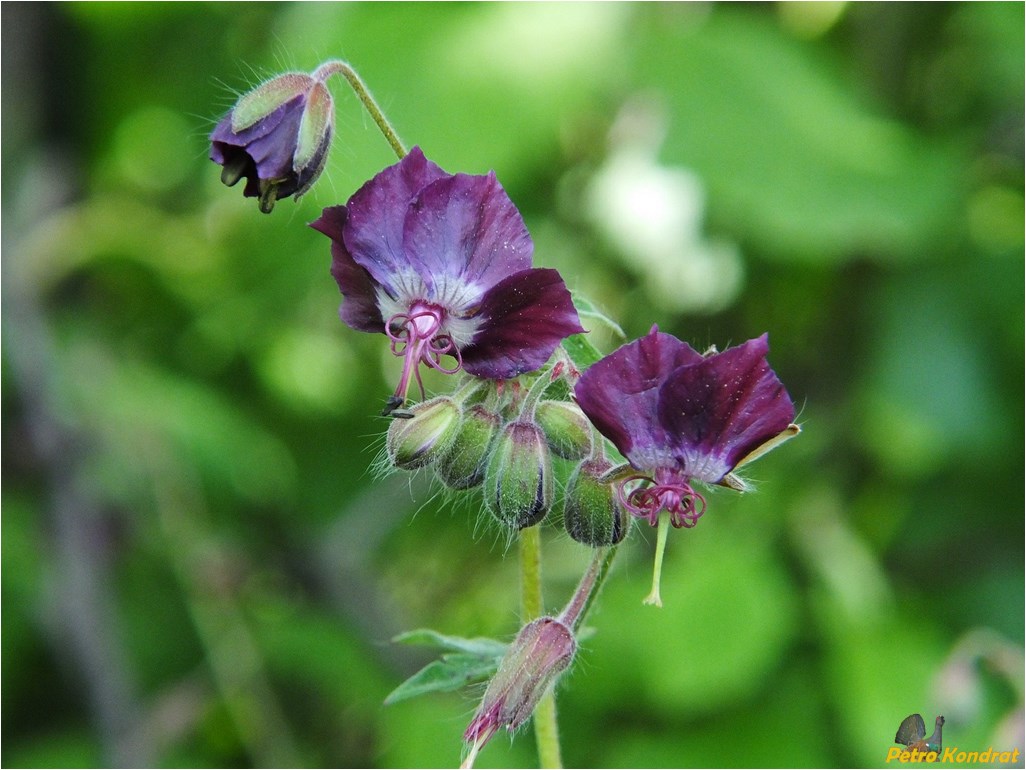 Image of Geranium phaeum specimen.