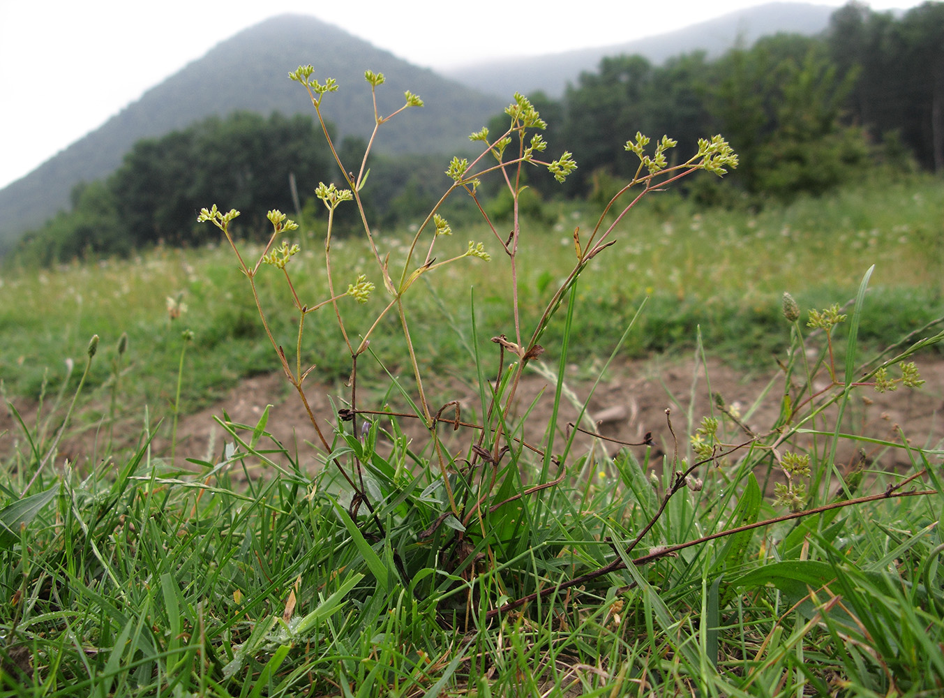 Image of Valerianella dentata specimen.