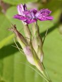 Dianthus armeria