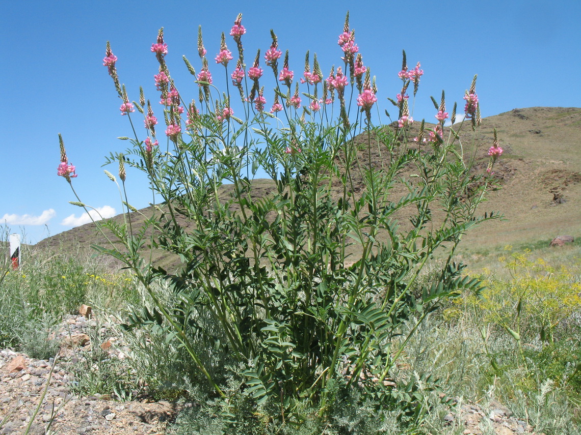 Image of Onobrychis viciifolia specimen.