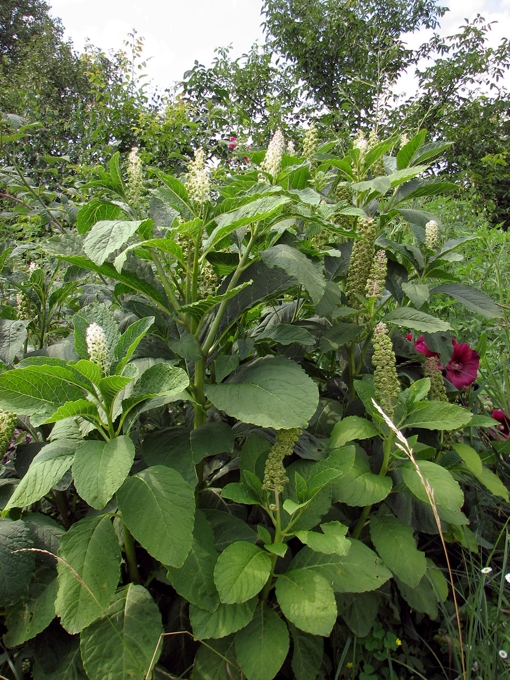 Image of Phytolacca acinosa specimen.