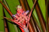 Ananas lucidus. Листья и соцветие. Таиланд, о-в Пхукет, ботанический сад. 16.01.2017.