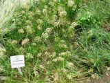 Allium angulosum. Отцветающие растения. Волгоград, Ботсад ВГСПУ, в культуре. 25.07.2016.