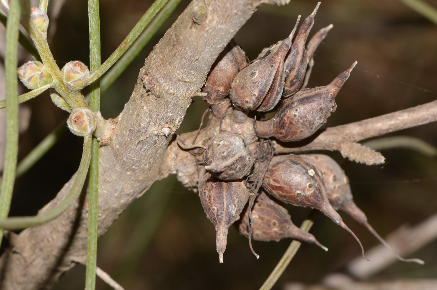 Image of Hakea scoparia specimen.