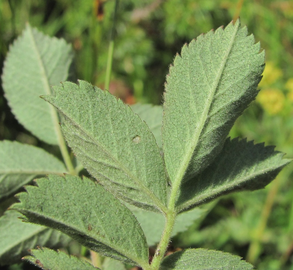 Image of genus Rosa specimen.