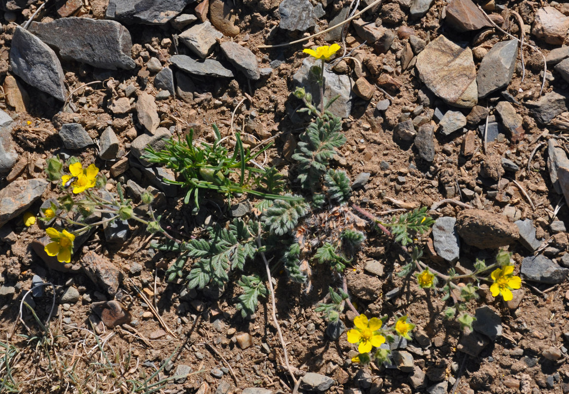 Image of Potentilla sericea specimen.